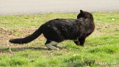 一只雄性成年黑色流浪猫黑猫